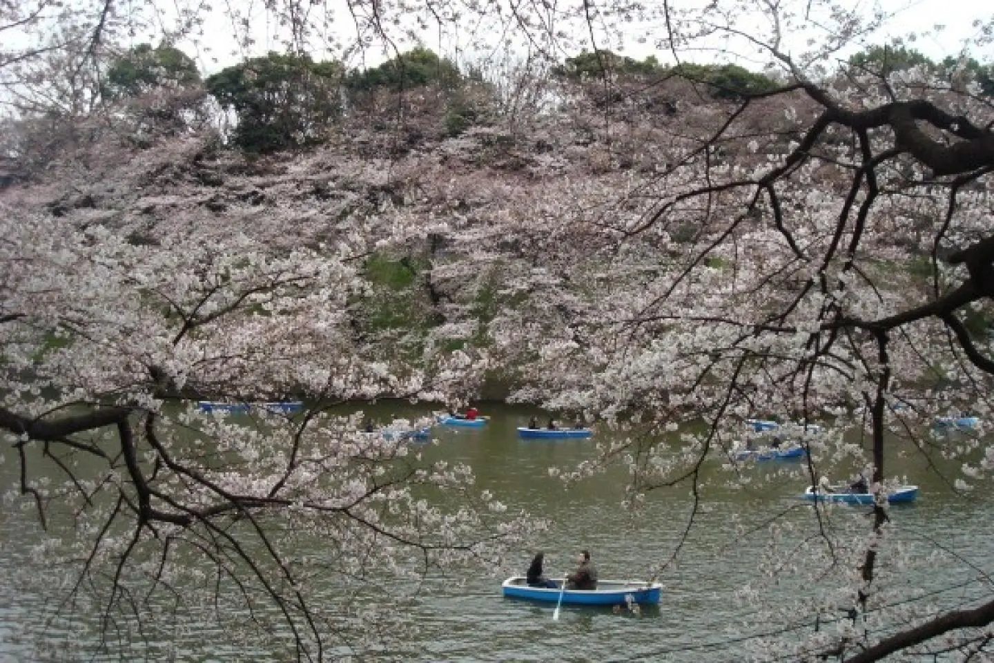 Chasing Cherry Blossoms