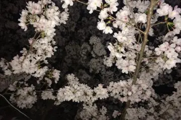 밤도 깊어지고 벚꽃이 희뿌옇게 들뜨다