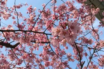 Sumidagawa - I visited on a Monday when a handful of trees were blooming, and again on Friday when most of the trees were in full bloom. What a difference a few days makes!