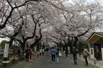 Yanaka Cemetery - 10mins walk from Ueno Park, the sakura lined lane runs right through the cemetery