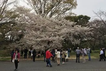 Imperial Palace - people swarming one of the fully blooming trees to take pictures