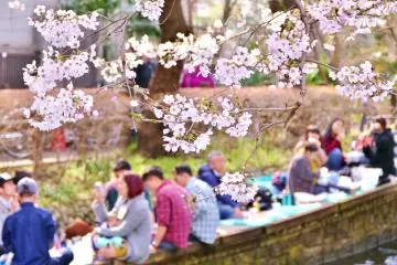 Cherry Blossom Guide: How to Hanami