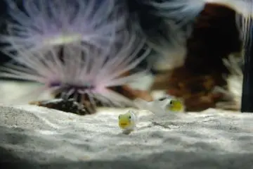 Sea anemone and fishes in the color zone (Photo: Guillaume Dore)