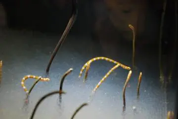 Long eels