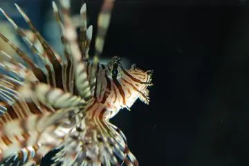 Lot of fish with unique shapes (Photo: Guillaume Dore)