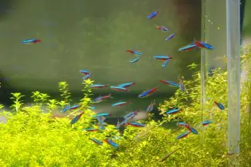 Small fishes in the riverside