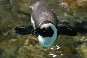 Penguin in the behavior zone