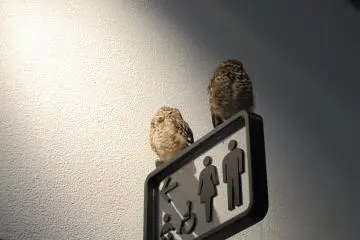 Owls love the washroom