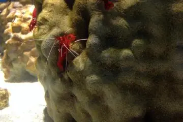 Red shrimp and white fish (Photo: Guillaume Dore)