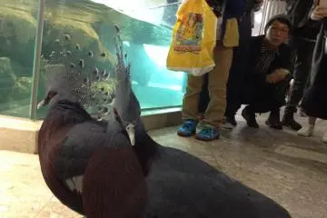 Some birds walking with visitors