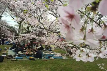 Hanami on April 2.