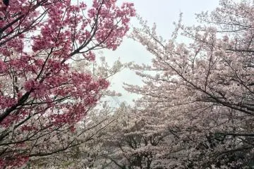 Many types of sakura.