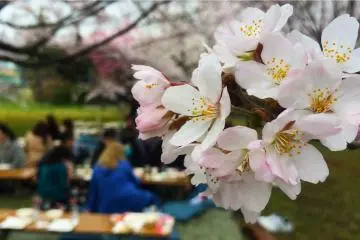 Beautiful blossoms.