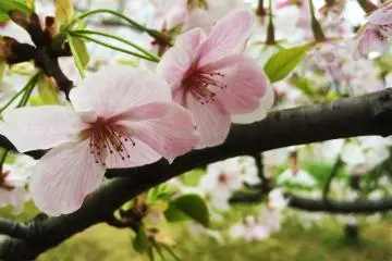 Gorgeous blossoms near the river.