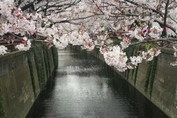 It is almost surreal how the sakura look against the concrete and river background