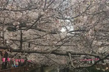 Too pretty for words