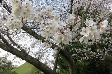 Merayakan kehadiran musim semi dengan bacaan kuno dan upacara minum teh