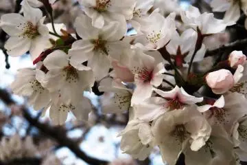 Kecantikan sesaat dari bunga-bunga sakura