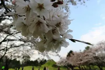 Bunga-bunga sakura dan Gunung Fuji