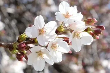 Sakura yang sudah mekar seutuhnya