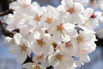 Sakura yang sudah mekar seutuhnya