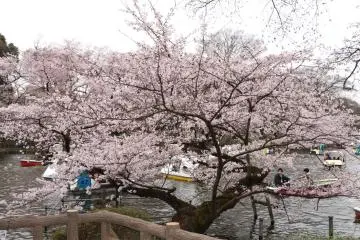 Pohon sakura di atas Danau Inogashira di Kichijoji