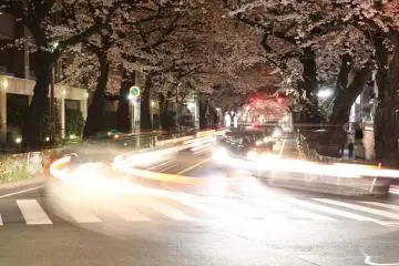 Pemandangan terowongan sakura pada malam hari di Kichijoji