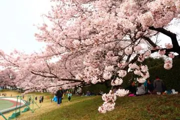 Hanami di Kichijoji