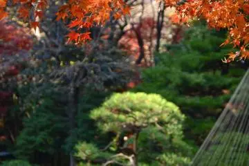Autumn orange splendour