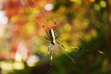 Spider going about his daily business