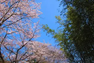 Looked up and I’m greeted with this beautiful sight of  cherry blossoms and bamboo leaves.  (Photo: YX Koh)
