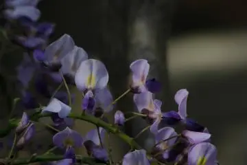 As the cherry blossoms fall, Japanese wisteria begins to bloom