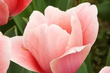  Yokohama Park - Pretty Pink