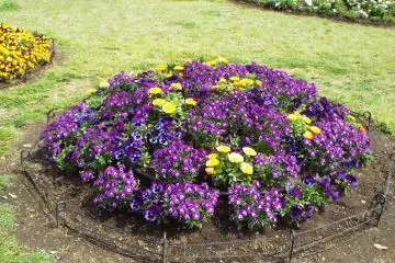 Yamashita Park - Lavender Color