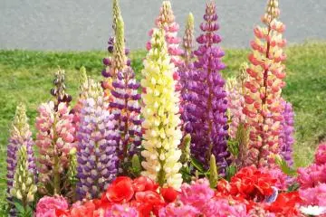 Yamashita Park - Multi Color