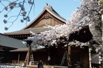 Amongst these many structures was this (performance stage) in amoungst the colorful Cherry Blosoms