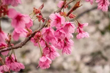 Whilst the majority of cherry blossoms are pale pink, there are many other different species like these rich pink flowers