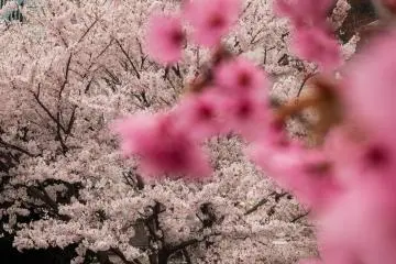A close up reveals two contrasting colors