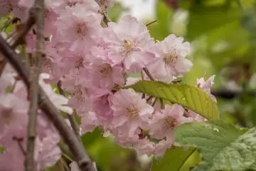 The subtle pink petals contrasts well against the vibrant green leaves