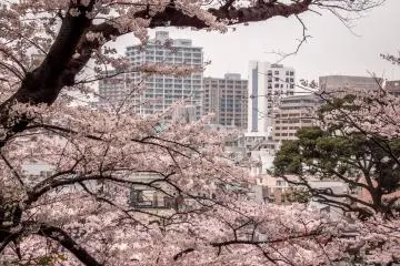 A final view of Yokohama City with a colorful pink foreground  