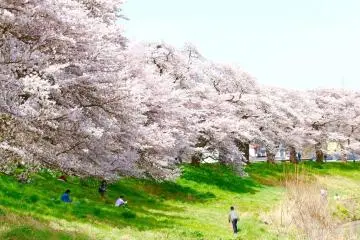 한눈에 보이는 천 송이의 벚꽃