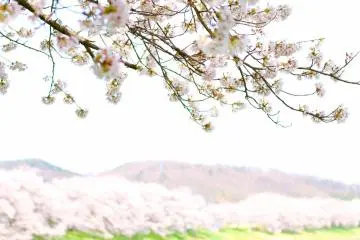 Tidak ada yang mengalahkan kecantikan mekarnya sakura