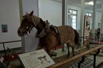 Un cheval empaillé dans le musée
