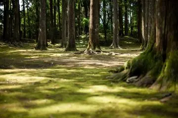 Photo:  Kazuhiko Watanabe