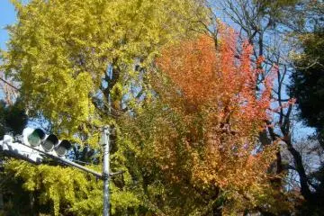 Some trees seem to change color all at once, some transition, with even individual leaves bearing a blend of colors