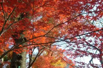 Some of the colors are strikingly vivid