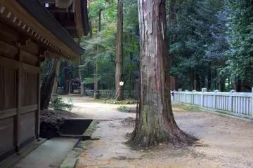 The wood of the shrine and the wood of the trees were both very earthy and beautiful