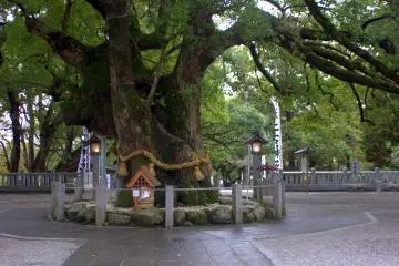A sacred tree, Go-shinboku, lays between the long approach and the front entrance. The trunk is nearly 30 feet around and the tree is over 1000 years old!