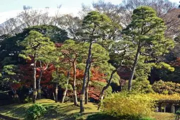 Koishikawa Korakuen Gardens