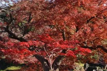 Fall leaves